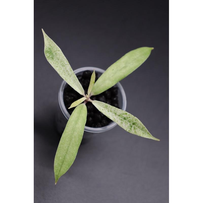 alocasia micholitziana variegata Alocasia Micholitziana Frydek Variegata | organically grown tropical plants