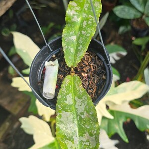Pode incluir: Um pequeno vaso preto suspenso com uma planta com duas grandes folhas verdes com manchas brancas. As folhas são o ponto focal, mostrando um padrão único. O vaso contém terra e um papel enrolado.