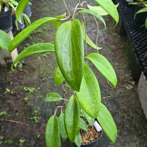 Hoya Glabra - Etsy