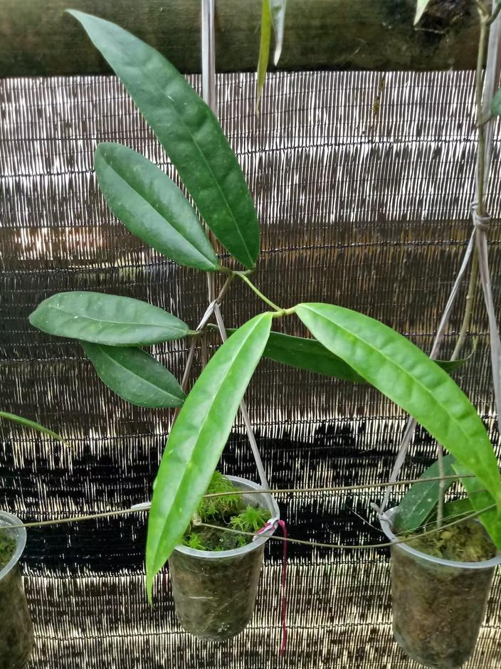 Hoya surisana - Etsy 日本