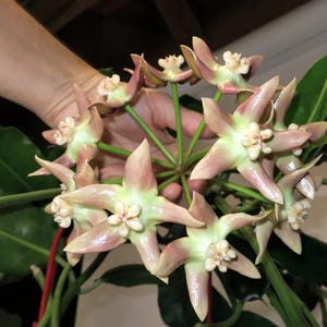 Op de afbeelding: Close-up van een cluster van Hoya-bloemen. De bloemen hebben een stervorm met lichtroze bloemblaadjes en een lichtgroen centrum. De bladeren zijn diepgroen. De bloemen worden door een hand vastgehouden.