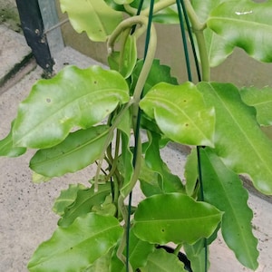 Hoya imperialis Java pink Sp Papua Lush Plants Real Picture