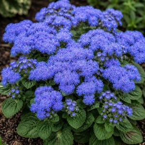 Ageratum Seeds Aloha Blue | Annual Flower Seeds | Blue Floss Flower | Garden Bedding Plant | Pollinator Friendly Seeds
