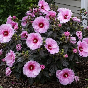 Könnte beinhalten: Eine üppige Hibiskuspflanze mit großen, leuchtend hellrosa Blüten und tiefroten Mitten. Die Pflanze hat dunkles, fast schwarzes Laub und zahlreiche ungeöffnete Knospen, was ein dichtes, abgerundetes Strauchbild mit vielen Blüten ergibt.