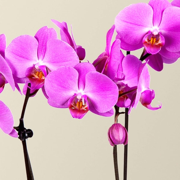 Orquídea Phalaenopsis roxa premium, viva e florida em vaso decorativo. Ideal para cultivo em ambientes internos. Orquídea Phalaenopsis roxa.