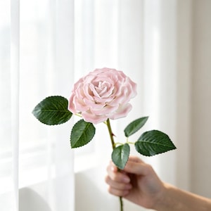 Könnte beinhalten: Eine hellrosa Rose mit grünen Blättern und einem dornigen Stiel. Die Rose steht in voller Blüte, mit mehreren Blütenblättern sichtbar. Die Blätter sind tiefgrün. Der Stiel wird von einer Hand gehalten.