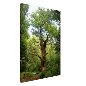 Canvas print "Dicke Marie Tegeler Forst Berlin" – Antique English oak wall art, nature decoration & forest art, canvas 70 x 100 cm