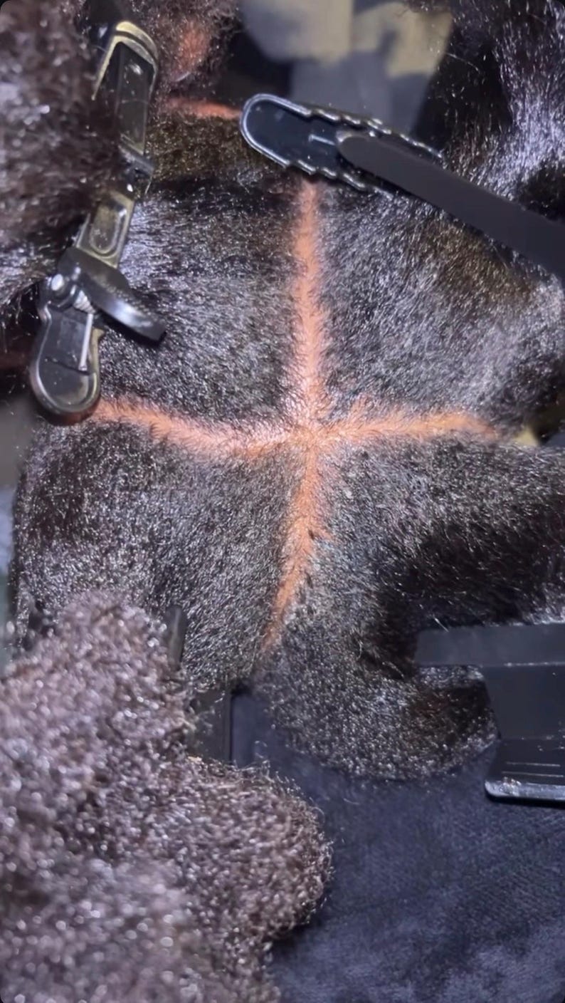 Pode incluir: Uma vista aproximada de cabelo escuro e texturizado dividido em quatro sec&ccedil;&otilde;es distintas com uma risca em forma de cruz. O couro cabeludo &eacute; vis&iacute;vel ao longo das linhas de separa&ccedil;&atilde;o e ganchos de pl&aacute;stico preto mant&ecirc;m as sec&ccedil;&otilde;es separadas.
