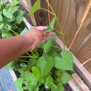 May include: A vibrant green sweet potato vine plant with heart-shaped leaves growing in a wooden garden bed. The plant features long, slender, climbing stems with multiple leaves and visible water droplets on the foliage surface.