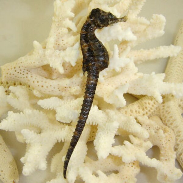 Petite Dried Seahorse for Beach Themed Crafts