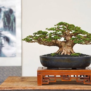Può includere: Un bonsai con un tronco marrone spesso e strutturato e un fitto fogliame verde, piantato in un vaso di ceramica scura di forma ovale. Il vaso poggia su un supporto rettangolare in legno con dettagli intagliati sui quattro lati.