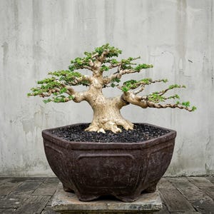 Actual Tree - Premna Microphylla Bonsai - Height 32cm Big Trunk