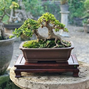 Puede incluir: Un bonsái con dos troncos interconectados y corteza de color marrón claro texturizada, con hojas pequeñas y verdes densas. El árbol está plantado en una maceta rectangular de cerámica marrón mate con musgo verde, sobre un soporte de madera oscura.