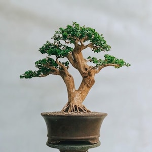 Könnte beinhalten: Ein Bonsai-Baum mit einem dicken, strukturierten, hellbraunen Stamm, der sich in zwei Hauptäste teilt. Der Baum hat dichte Büschel kleiner, leuchtend grüner Blätter, die in Schichten angeordnet sind. Er steht in einem dunklen, runden Keramiktopf.