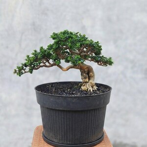 Real Pict Premna Microphylla Bonsai Tree Semi Cascade | Indoor Outdoor Live Plant
