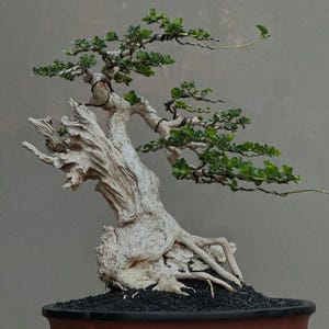 Actual Tree - Premna Microphylla Bonsai Original Deadwood Trunk Is Big