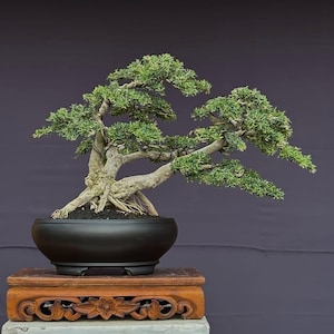 Actual Tree - Desmodium Bluebell Bonsai - Medium