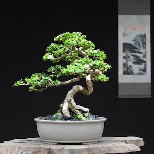 Può includere: Un bonsai con un tronco spesso, di colore chiaro e strutturato, con rami sinuosi ricoperti di piccole foglie verde brillante. L'albero è piantato in un vaso di ceramica ovale, poco profondo e di colore grigio chiaro opaco, con terriccio.