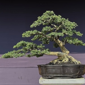Actual Tree - Desmodium Bluebell Bonsai - Medium