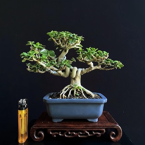 Actual Tree - Premna Microphylla Bonsai Split Trunk Mame Size 08