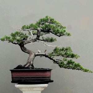 Actual Tree - Juniperus Chinensis Shimpaku Bonsai Medium Size