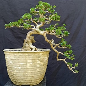 Actual Tree Premna Microphylla Bonsai Tree Semi Cascade Small Size | Live plant