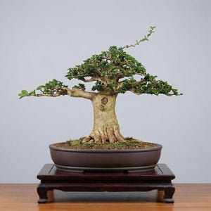 Actual Tree - Premna Microphylla Bonsai - Height 27 Cm Big Trunk