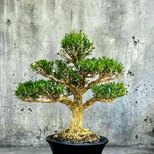 Puede incluir: Un bonsái con un tronco grueso, texturizado y de color marrón claro, con múltiples ramas horizontales cubiertas de pequeñas hojas de un verde vibrante y denso. El árbol está plantado en una maceta circular sencilla de color oscuro.