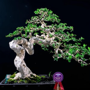 Può includere: Un bonsai con un tronco spesso, nodoso e di colore chiaro, con foglie verde brillante, piantato in un contenitore rettangolare. Un nastro premio viola con il testo BEST IN SHOW - INDONESIA CONTEST è fissato sulla parte anteriore.