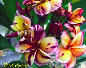 Pode incluir: Um cacho de flores de Plumeria com pétalas apresentando um padrão variegado de bordô profundo, amarelo brilhante e rosa suave. O texto Black Cyclone está impresso em amarelo no canto inferior esquerdo sobre uma folhagem verde.