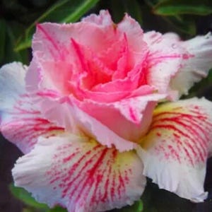 May include: Close-up of a vibrant flower with layered petals. The flower features a blend of pink and white hues, with striking red streaks and accents. The petals have a ruffled texture, and the flower is surrounded by green foliage.