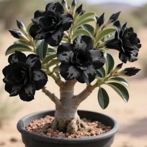 Dark Matter Desert Rose Adenium Obesum SMALL Rooted Seedling Plant~Size Approx 3-6 inches tall FOLIAGE REMOVED for shipping! Ships bare root