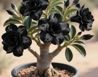 Dark Matter Desert Rose Adenium Obesum SMALL Rooted Seedling Plant~Average size range between 3-6 inches tall-Read all info b4 buying