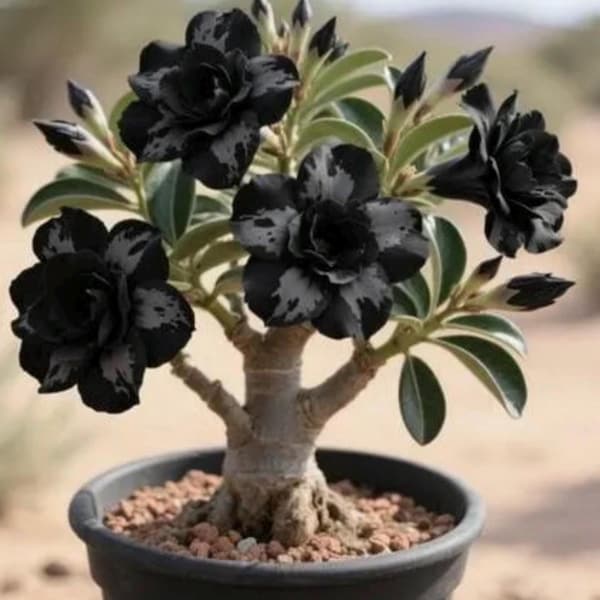 Dark Matter Desert Rose Adenium Obesum SMALL Rooted Seedling Plant~Average size range between 3-6 inches tall-Read all info b4 buying