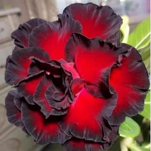 Pode incluir: Close-up de uma flor vibrante com pétalas em camadas. A flor apresenta um contraste marcante de tons vermelho escuro e preto, com as bordas das pétalas delineadas em preto. Folhas verdes são visíveis ao fundo.