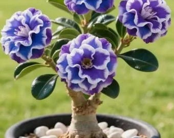Blueberry Parfait Desert Rose Adenium Obesum SMALL Rooted Seedling Plant~3-6 inches tall FOLIAGE REMOVED for shipping! Ships bare root
