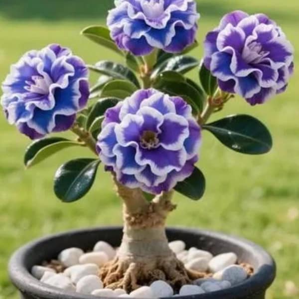 Parfait de arándanos Rosa del desierto Adenium Obesum Plántula pequeña enraizada ~ 7-15 cm de altura ¡FOLLAJE RETIRADO para el envío! Se envía a raíz desnuda
