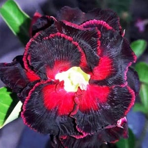 May include: A close-up shot of a flower with layered petals. The flower displays a striking contrast of deep black and vivid red, with a bright yellow centre. Green leaves are visible in the background, enhancing the floral display.