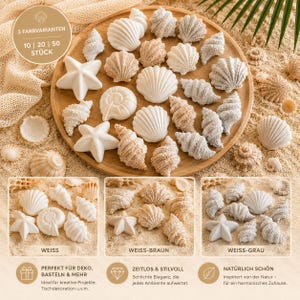 Könnte beinhalten: Eine Sammlung dekorativer Muscheln und Seesterne in Weiß-, Beige- und Grautönen, angeordnet auf einem Holztablett und Sand. Das Bild enthält Text, der die Verfügbarkeit von 10, 20 oder 50 Stück und die Farboptionen Weiß, Weiß-Braun und Weiß-Grau anzeigt.