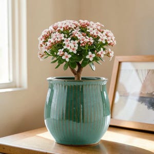 May include: A teal ceramic pot with a flowering plant. The plant features small green leaves and clusters of tiny white and pink flowers. The pot has vertical grooves and is on a wooden surface. A framed picture is in the background.