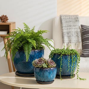 Könnte beinhalten: Drei blaue, glasierte Keramik-Pflanztöpfe in verschiedenen Größen, jeweils mit passender Untertasse. Die Töpfe enthalten grüne Pflanzen, darunter Farne und Sukkulenten. Die Töpfe sind auf einem hellen Tisch angeordnet.