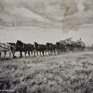 May include: Black and white vintage postcard depicting a team of horses pulling a freight wagon across a grassy field. The sky is overcast, and the image is slightly faded, giving it an antique appearance. Text at the bottom reads "OVERLAND FREIGHTING IN THE WEST."