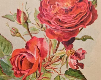 SET de 3 postales francesas antiguas – Rosas de Adolphe Philippe Millot – L.E. Marque / F.Champenois Paris – Arte botánico de principios del siglo XX
