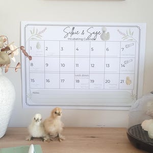 Può includere: Un calendario stampato "Silkie & Sage Incubating Calendar" è appeso a un muro, con una griglia e illustrazioni. Due pulcini soffici sono in piedi su una superficie di legno di fronte al calendario. Un vaso bianco con fiori secchi è a sinistra.