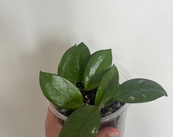 Hoya Carnosa Spritzer
