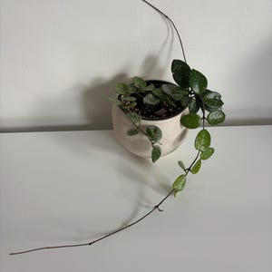 Hoya Mathilde Pflanze - Sammleredition Hoya Carnosa Hybride