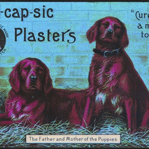 May include: Vintage advertisement for Bell-cap-sic Plasters featuring two dogs with reddish-brown fur. The text includes "Bell-cap-sic Plasters" and "Cure like a magic touch." The phrase "The Father and Mother of the Puppies" is also present.