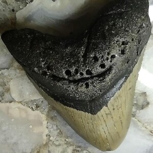 Ultra rare Genuine Megalodon Shark Tooth Fossil | Prehistoric Marine Specimen | Natural History Collectible image 1
