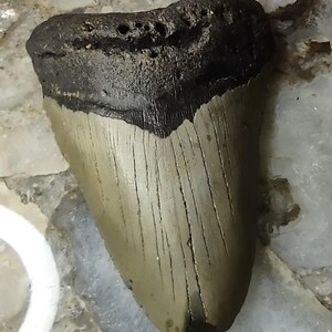 May include: A fossilized shark tooth featuring a dark, textured root section and a lighter, smooth, triangular blade with visible vertical striations and a pointed tip. The specimen displays natural mineralized coloration and a distinct enamel surface.