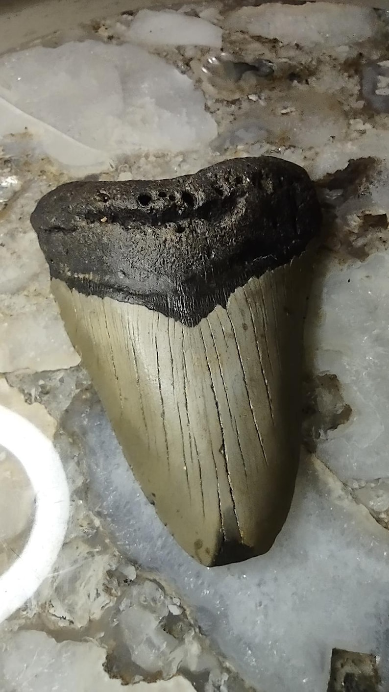 May include: A fossilized shark tooth featuring a dark, textured root section and a lighter, smooth, triangular blade with visible vertical striations and a pointed tip. The specimen displays natural mineralized coloration and a distinct enamel surface.